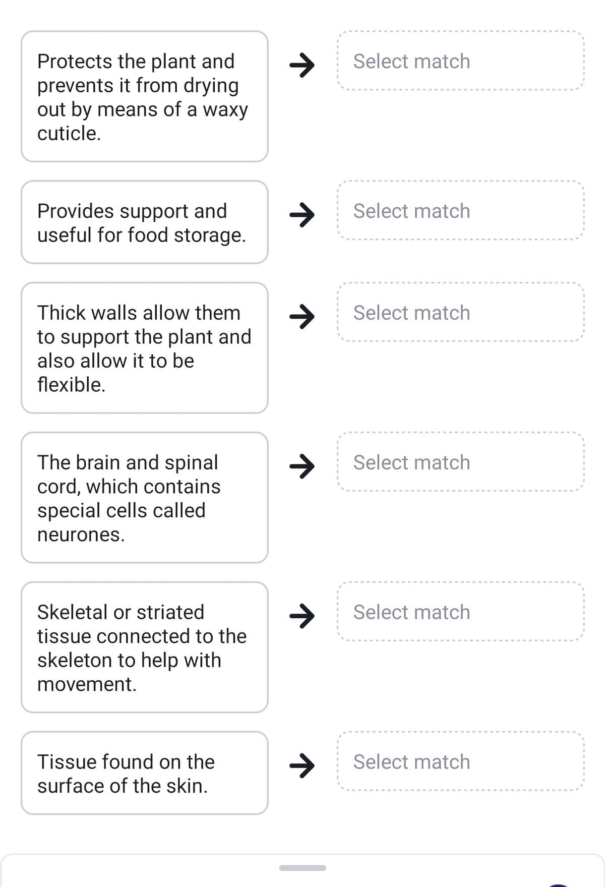 Protects the plant and
prevents it from drying
out by means of a waxy
Select match
cuticle.
Provides support and
useful for food storage.
->
Select match
Thick walls allow them
->
Select match
to support the plant and
also allow it to be
flexible.
The brain and spinal
cord, which contains
special cells called
Select match
neurones.
Skeletal or striated
Select match
tissue connected to the
skeleton to help with
movement.
Tissue found on the
->
Select match
surface of the skin.
