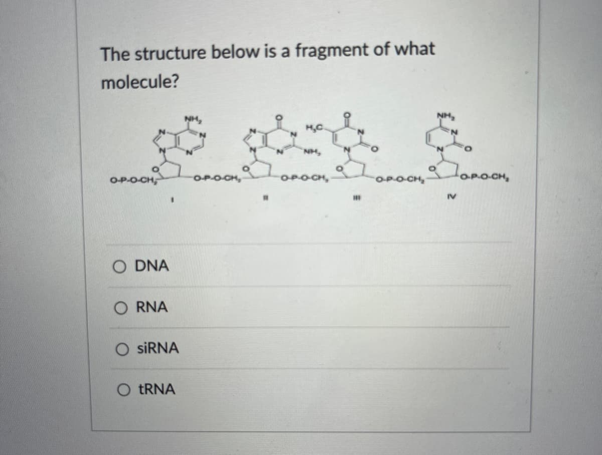 The structure below is a fragment of what
molecule?
NH,
OP.O CH,
OPOCH,
OBOCH,
OPOCH,
O DNA
RNA
O siRNA
tRNA
111
IV
OPOCH,