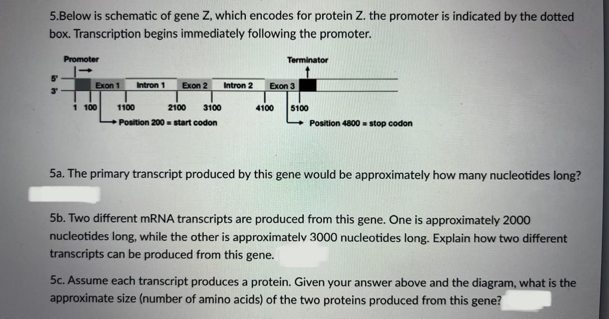 5.Below is schematic of gene Z, which encodes for protein Z. the promoter is indicated by the dotted
box. Transcription begins immediately following the promoter.
Promoter
Terminator
Exon 1 Intron 1
Exon 2
Intron 2
Exon 3
1 100
1100
2100 3100
4100 5100
Position 200= start codon
Position 4800 = stop codon
5a. The primary transcript produced by this gene would be approximately how many nucleotides long?
5b. Two different mRNA transcripts are produced from this gene. One is approximately 2000
nucleotides long, while the other is approximately 3000 nucleotides long. Explain how two different
transcripts can be produced from this gene.
5c. Assume each transcript produces a protein. Given your answer above and the diagram, what is the
approximate size (number of amino acids) of the two proteins produced from this gene?
5'
3'
