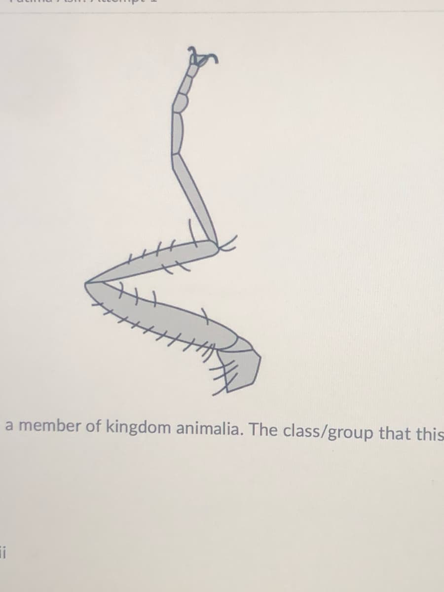 a member of kingdom animalia. The class/group that this
