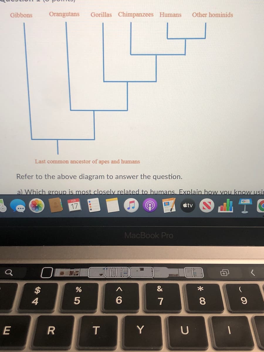 Gibbons
Orangutans
Gorillas Chimpanzees Humans
Other hominids
Last common ancestor of apes and humans
Refer to the above diagram to answer the question.
a) Which group is most closely related to humans. Explain how vou know usir
17
étv
MacBook Pro
986
$
4
*
7
8
E
T.
Y
U
