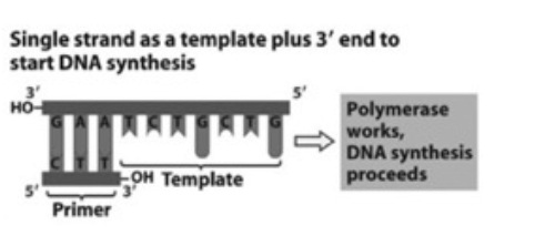 Single strand as a template plus 3' end to
start DNA synthesis
но-
Polymerase
works,
DNA synthesis
proceeds
OH Template
Primer
