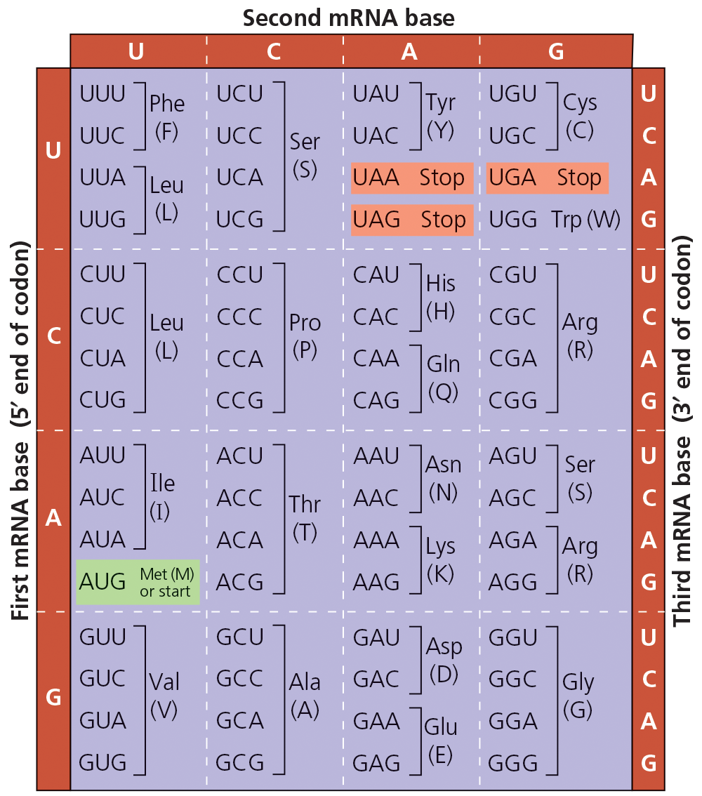 Second mRNA base
A
UUU Phe UCU
UAU Tyr
UGU Cys
UUC (F)
I UCC
UAC (Y)
UGC (C)
Ser
UUA Leu
(S)
UAA Stop UGA Stop
UCA
UUG
(L)
UCG
UAG Stop UGG Trp (W) | G
CUU
CCU
CAU His
CGU
| CAC (H)
(P)
CỤC Leu
CCC Pro
CGC Arg
(L)
(R)
CAA Gln CGA
|(Q)
CUA
CCA
CUG
CG
CAG
CGG
AUU
ACU
AAU
Asn
AGU
Ser
Ile
AUC
|(1)
ACC
Thr
AAC (N)
AGC
(S)
| ACA
(T)
AAA Lys
AGA JArg
AUA
Met (M)
or start
(R)
AUG
ACG
AAG (K)
AGG
GUU
GCU
GAU
GGU
GCC Ala
GUC Val
|(V)
Asp
GAC |(D)
|(A)
GGC Gly
|(G)
GUA
GCA
GAA Glu
GGA
GUG
I GCG
| GAG
(E)
GGG
G
First MRNA base (5' end of codon)
Third mRNA base (3' end of codon)
