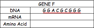 GENE F
DNA
GGACGCGGG
MRNA
Amino Acid
