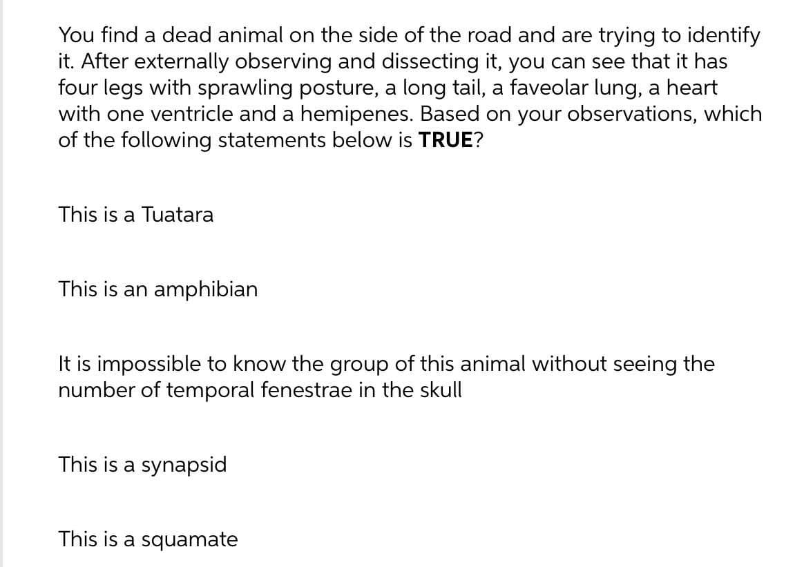 You find a dead animal on the side of the road and are trying to identify
it. After externally observing and dissecting it, you can see that it has
four legs with sprawling posture, a long tail, a faveolar lung, a heart
with one ventricle and a hemipenes. Based on your observations, which
of the following statements below is TRUE?
This is a Tuatara
This is an amphibian
It is impossible to know the group of this animal without seeing the
number of temporal fenestrae in the skull
This is a synapsid
This is a squamate
