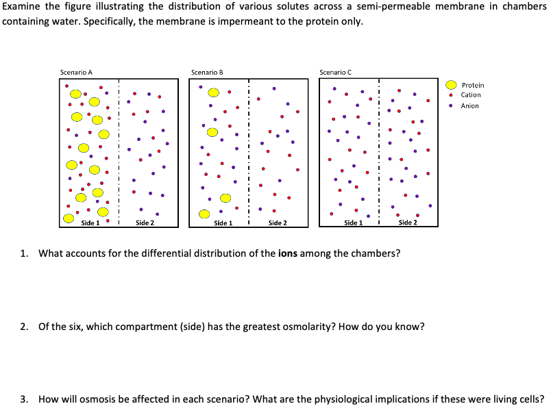 Examine the figure illustrating the distribution of various solutes across a semi-permeable membrane in chambers
containing water. Specifically, the membrane is impermeant to the protein only.
Scenario A
Scenario B
Scenario C
Protein
Cation
Anion
Side 1
Side 2
Side 1
Side 2
Side 1
Side 2
1. What accounts for the differential distribution of the ions among the chambers?
2. Of the six, which compartment (side) has the greatest osmolarity? How do you know?
3. How will osmosis be affected in each scenario? What are the physiological implications if these were living cells?
