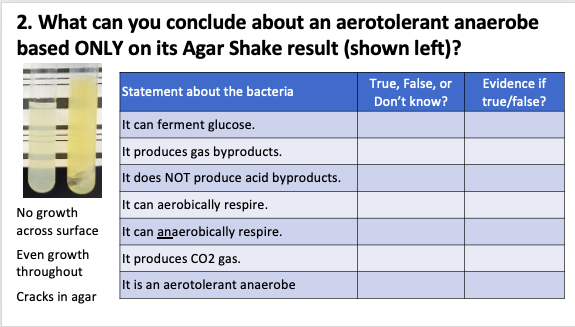 2. What can you conclude about an aerotolerant anaerobe
based ONLY on its Agar Shake result (shown left)?
True, False, or
Evidence if
Statement about the bacteria
Don't know?
true/false?
It can ferment glucose.
It produces gas byproducts.
It does NOT produce acid byproducts.
It can aerobically respire.
No growth
across surface
It can anaerobically respire.
Even growth
throughout
It produces CO2 gas.
It is an aerotolerant anaerobe
Cracks in agar
