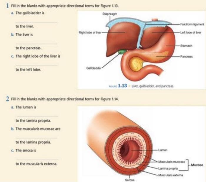 1 Fillin the blanks with appropriate directional terms for Figure 1.13.
a. The gallbladder is
Duptragm
-Falcifom igamert
to the liver.
b. The iver is
Right lobe of liver-
-Let obe of ver
-Stomach
to the pancreas.
C. The right lobe of the iver is
Panoreas
to the left lobe.
Galbiadder
no 1.13 Lver, galbladdec and pancreas
2 Fill in the blanks with appropriate directional terms for Figure 1.14.
a. The lumen is
to the lamina propria.
b. The muscularis mucosae are
to the lamina propria.
. The serosa is
Lumen
Musculatis mucosae
to the muscularis externa.
Mucosa
Lamina propria
Musculats etema
Serosa
