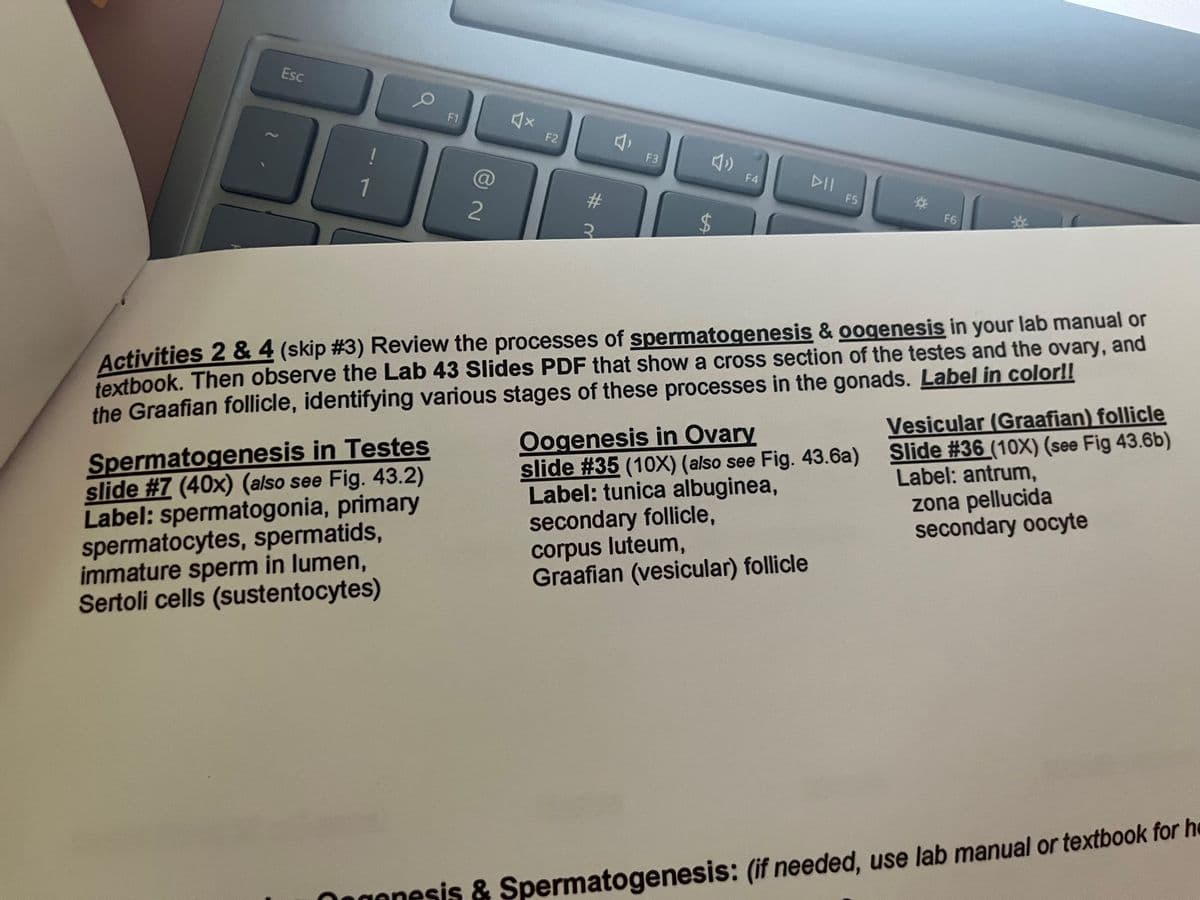 Esc
F1
F2
2.
F3
!
DII
F4
@
F5
1
F6
textbook. Then observe the Lab 43 Slides PDF that show a cross section of the testes and the ovary, and
Vesicular (Graafian) follicle
Activities 2 & 4 (skip #3) Review the processes of spermatogenesis & oogenesis in your lab manual or
Oogenesis in Ovary
slide #35 (10X) (also see Fig. 43.6a)
Label: tunica albuginea,
secondary follicle,
corpus luteum,
Graafian (vesicular) follicle
the Graafian follicle, identifying various stages of these processes in the gonads. Label in color!!
Slide #36 (10X) (see Fig 43.6b)
Spermatogenesis in Testes
slide #7 (40x) (also see Fig. 43.2)
Label: spermatogonia, primary
spermatocytes, spermatids,
immature sperm in lumen,
Sertoli cells (sustentocytes)
Label: antrum,
zona pellucida
secondary oocyte
Nagonesis & Spermatogenesis: (if needed, use lab manual or textbook for he
%24

