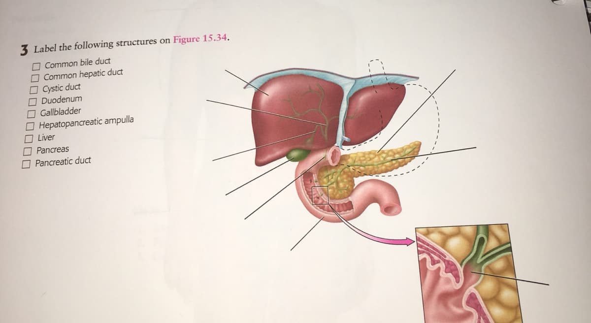 3 Label the following structures on Figure 15.34.
O Common bile duct
O Common hepatic duct
O Cystic duct
O Duodenum
OGallbladder
O Hepatopancreatic ampulla
O Liver
O Pancreas
O Pancreatic duct
