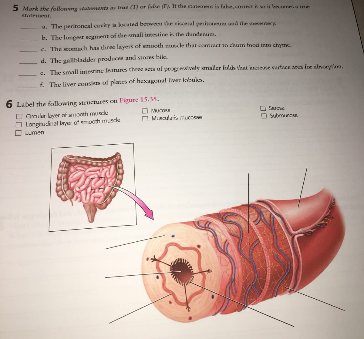 5 Mark the following statements as true (T) or false (F). If the statement is false, correct it so it becomes a true
statement.
a. The peritoneal cavity is located between the visceral peritoneum and the mesentery.
b. The longest segment of the small intestine is the duodenum.
c. The stomach has three layers of smooth muscle that contract to churn food into chyme.
d. The gallbladder produces and stores bile.
e. The small intestine features three sets of progressively smaller folds that increase surface area for absorption.
f. The liver consists of plates of hexagonal liver lobules.
6 Label the following structures on Figure 15.35.
O Mucosa
Circular layer of smooth muscle
Longitudinal layer of smooth muscle
O Lumen
O Serosa
O Submucosa
O Muscularis mucosae
