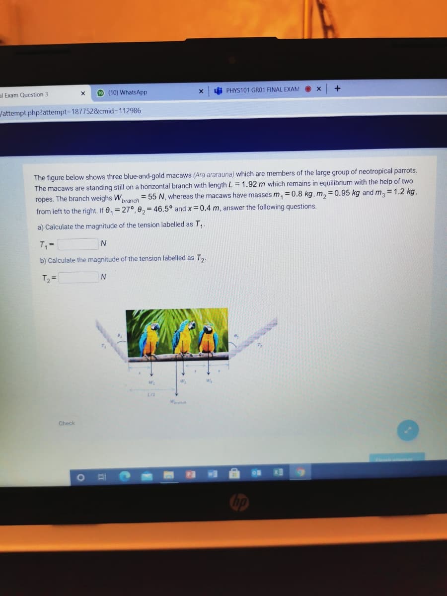 10 (10) WhatsApp
di PHYS101 GRO1 FINAL EXAM
al Exam Question 3
Jattempt.php?attempt=187752&cmid=112986
The figure below shows three blue-and-gold macaws (Ara ararauna) which are members of the large group of neotropical parrots.
The macaws are standing still on a horizontal branch with lengthL = 1.92 m which remains in equilibrium with the help of two
ropes. The branch weighs W
from left to the right. If 0, = 27°, 0, = 46.5° and x =0.4 m, answer the following questions.
= 55 N, whereas the macaws have masses m, =0.8 kg, m, = 0.95 kg and m, = 1.2 kg,
branch
a) Calculate the magnitude of the tension labelled as T,
T, =
N
b) Calculate the magnitude of the tension labelled as T,
T2 =
N
L/2
Waranch
Check
