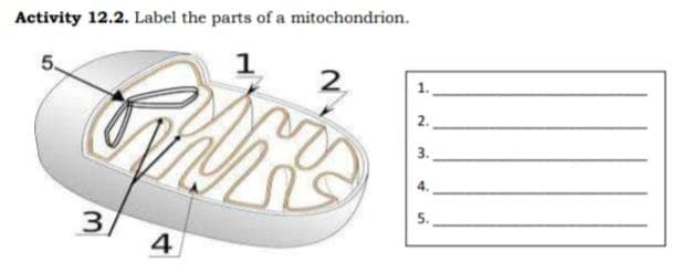 Activity 12.2. Label the parts of a mitochondrion.
5.
1
2.
2.
3.
5.
3
7
