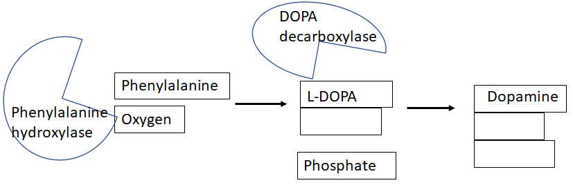 DOPA
decarboxylase
Phenylalanine
L-DOPA
Dopamine
Phenylalanine
hydroxylase
Oxygen
Phosphate
