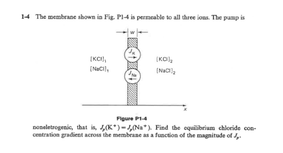 14 The membrane shown in Fig. Pl-4 is permeable to all three ions. The pump is
[KCI),
(KCI)2
[NaCI),
(NACI),
Flgure P1-4
noneletrogenic, that is, J,(K*)=J,(Na*). Find the equilibrium chloride con-
centration gradient across the membrane as a function of the magnitude of J,.
