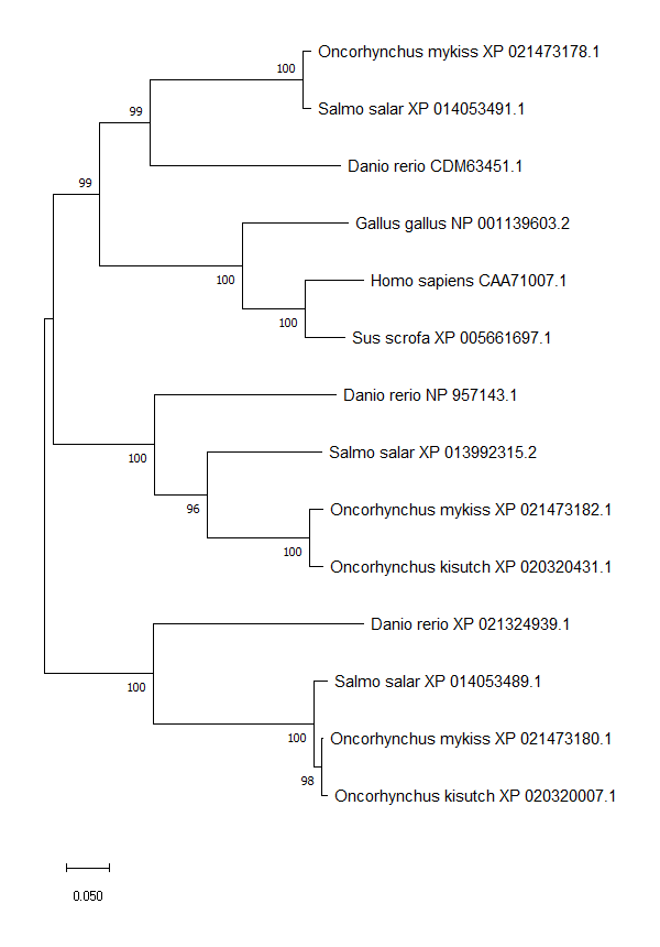 99
0.050
99
100
100
96
100
100
100
100
Oncorhynchus mykiss XP 021473178.1
-Salmo salar XP 014053491.1
98
Danio rerio CDM63451.1
Gallus gallus NP 001139603.2
Homo sapiens CAA71007.1
Sus scrofa XP 005661697.1
Danio rerio NP 957143.1
Salmo salar XP 013992315.2
Oncorhynchus mykiss XP 021473182.1
Oncorhynchus kisutch XP 020320431.1
Danio rerio XP 021324939.1
Salmo salar XP 014053489.1
100 Oncorhynchus mykiss XP 021473180.1
Oncorhynchus kisutch XP 020320007.1