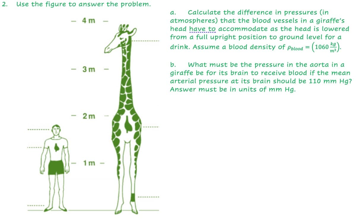 2.
Use the figure to answer the problem.
Calculate the difference in pressures (in
atmospheres) that the blood vessels in a giraffe's
head have to accommodate as the head is lowered
from a full upright position to ground level for a
a.
- 4 m
drink. Assume a blood density of Pblood = (1060 ).
What must be the pressure in the aorta in a
giraffe be for its brain to receive blood if the mean
arterial pressure at its brain should be 110 mm Hg?
Answer must be in units of mm Hg.
b.
- 3 m
2 m
1 m
