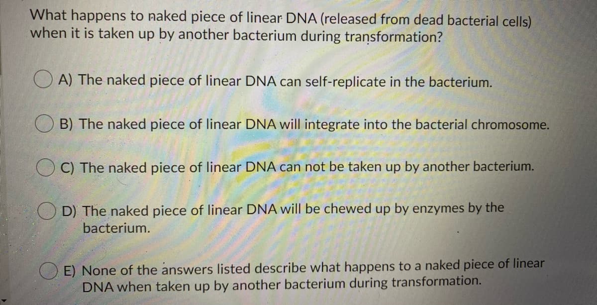 What happens to naked piece of linear DNA (released from dead bacterial cells)
when it is taken up by another bacterium during transformation?
O A) The naked piece of linear DNA can self-replicate in the bacterium.
B) The naked piece of linear DNA will integrate into the bacterial chromosome.
C) The naked piece of linear DNA can not be taken up by another bacterium.
O D) The naked piece of linear DNA will be chewed up by enzymes by the
bacterium.
O E) None of the answers listed describe what happens to a naked piece of linear
DNA when taken up by another bacterium during transformation.
