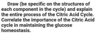 Draw (be specific on the structures of
each component in the cycle) and explain
the entire process of the Citric Acid Cycle.
Correlate the importance of the Citric Acid
cycle in maintaining the glucose
homeostasis.
