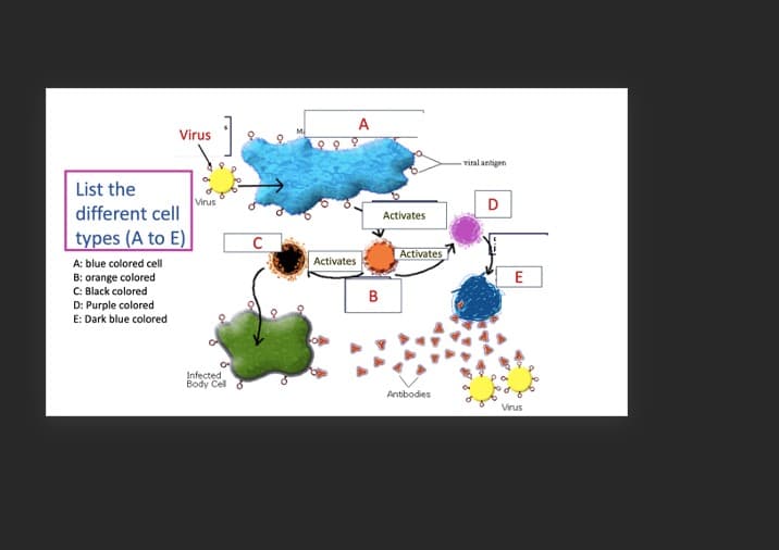 A
Virus
viral antigen
List the
Virus
different cell
D
Activates
types (A to E)
Activates
Activates
A: blue colored cell
B: orange colored
C: Black colored
D: Purple colored
E: Dark blue colored
E
Infected
Body Cel
Antibodies
Virus
B.
