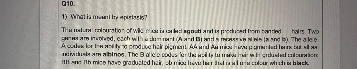 Q10.
1) What is meant by epistasis?
The natural colouration of wild mice is called agouti and is produced from banded
genes are involved, each with a dominant (A and B) and a recessive allele (a and b). The allele
A codes for the ability to produce hair pigment: AA and Aa mice have pigmented hairs but all aa
individuals are albinos. The B allele codes for the ability to make hair with grduated colouration:
BB and Bb mice have graduated hair, bb mice have hair that is all one colour which is black.
hairs. Two
