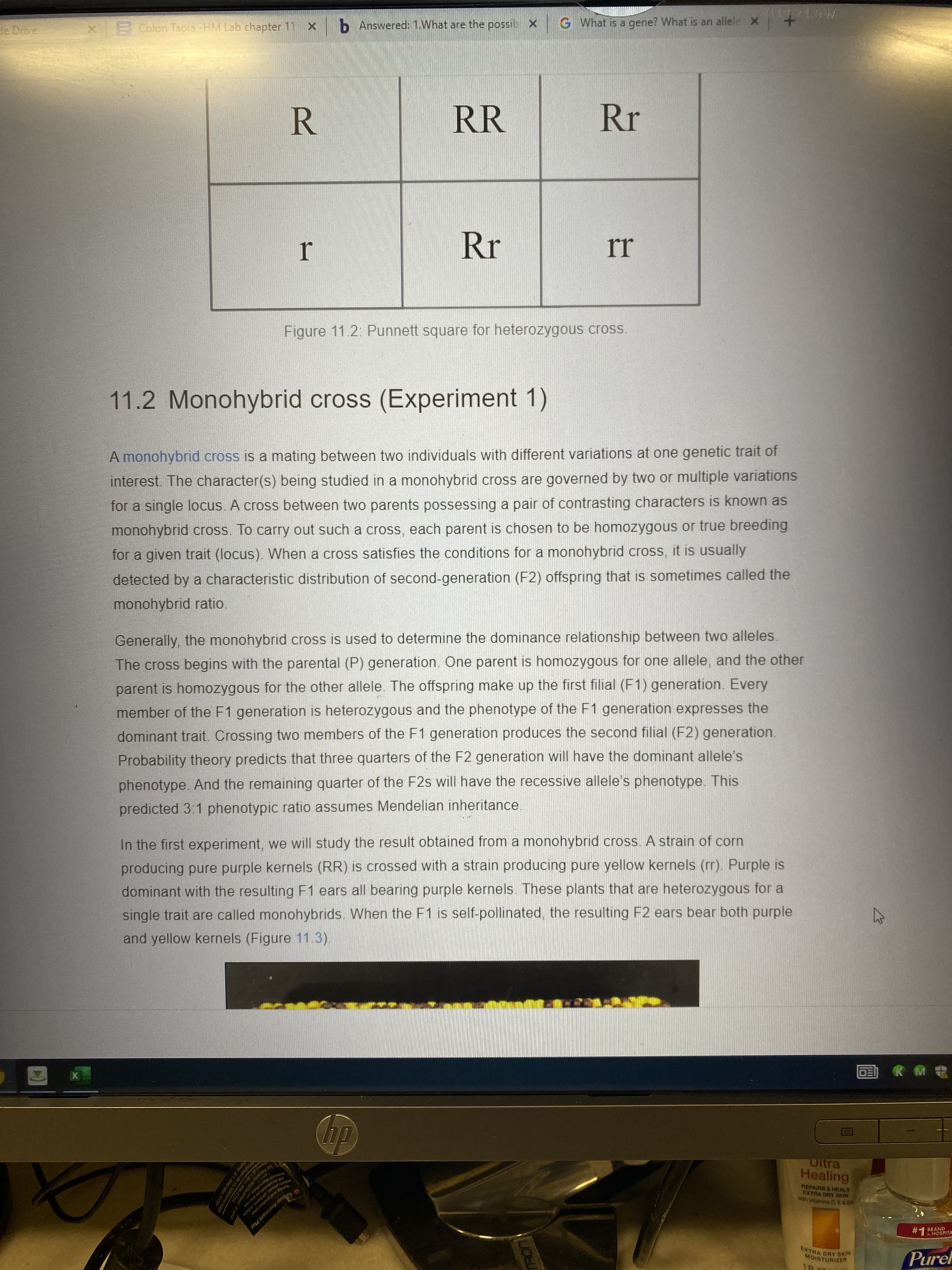 lacement of gou
o de su tefono bajo
me al1 6465154
usic, pictates, videps
d hare them a
G What is a gene? What is an allele x + /
X Colon Tapia -HM Lab chapter 11 X b Answered: 1.What are the possib x
de Drive
RR
Rr
R.
Rr
rr
Figure 11.2: Punnett square for heterozygous cross.
11.2 Monohybrid cross (Experiment 1)
A monohybrid cross is a mating between two individuals with different variations at one genetic trait of
interest. The character(s) being studied in a monohybrid cross are governed by two or multiple variations
for a single locus. A cross between two parents possessing a pair of contrasting characters is known as
monohybrid cross. To carry out such a cross, each parent is chosen to be homozygous or true breeding
for a given trait (locus). When a cross satisfies the conditions for a monohybrid cross, it is usually
detected by a characteristic distribution of second-generation (F2) offspring that is sometimes called the
monohybrid ratio.
The cross begins with the parental (P) generation. One parent is homozygous for one allele, and the other
parent is homozygous for the other allele. The offspring make up the first filial (F1) generation. Every
member of the F1 generation is heterozygous and the phenotype of the F1 generation expresses the
Generally, the monohybrid cross is used to determine the dominance relationship between two alleles.
dominant trait. Crossing two members of the F1 generation produces the second filial (F2) generation.
Probability theory predicts that three quarters of the F2 generation will have the dominant allele's
phenotype. And the remaining quarter of the F2s will have the recessive allele's phenotype. This
predicted 3:1 phenotypic ratio assumes Mendelian inheritance.
In the first experiment, we will study the result obtained from a monohybrid cross. A strain of corn
producing pure purple kernels (RR) is crossed with a strain producing pure yellow kernels (rr). Purple is
dominant with the resulting F1 ears all bearing purple kernels. These plants that are heterozygous for a
single trait are called monohybrids. When the F1 is self-pollinated, the resulting F2 ears bear both purple
and yellow kernels (Figure 11.3).
ER M
Oltra
Healing
REPAIRS & HEALS
EXTRA DRY SKIN
with Vitamine C, E&B6
BRAND
in HOSPITA
menss so yor
S od erotect your
up Assistant Plus
EXTRA DRY SKIN
MOISTURIZER
Purel
