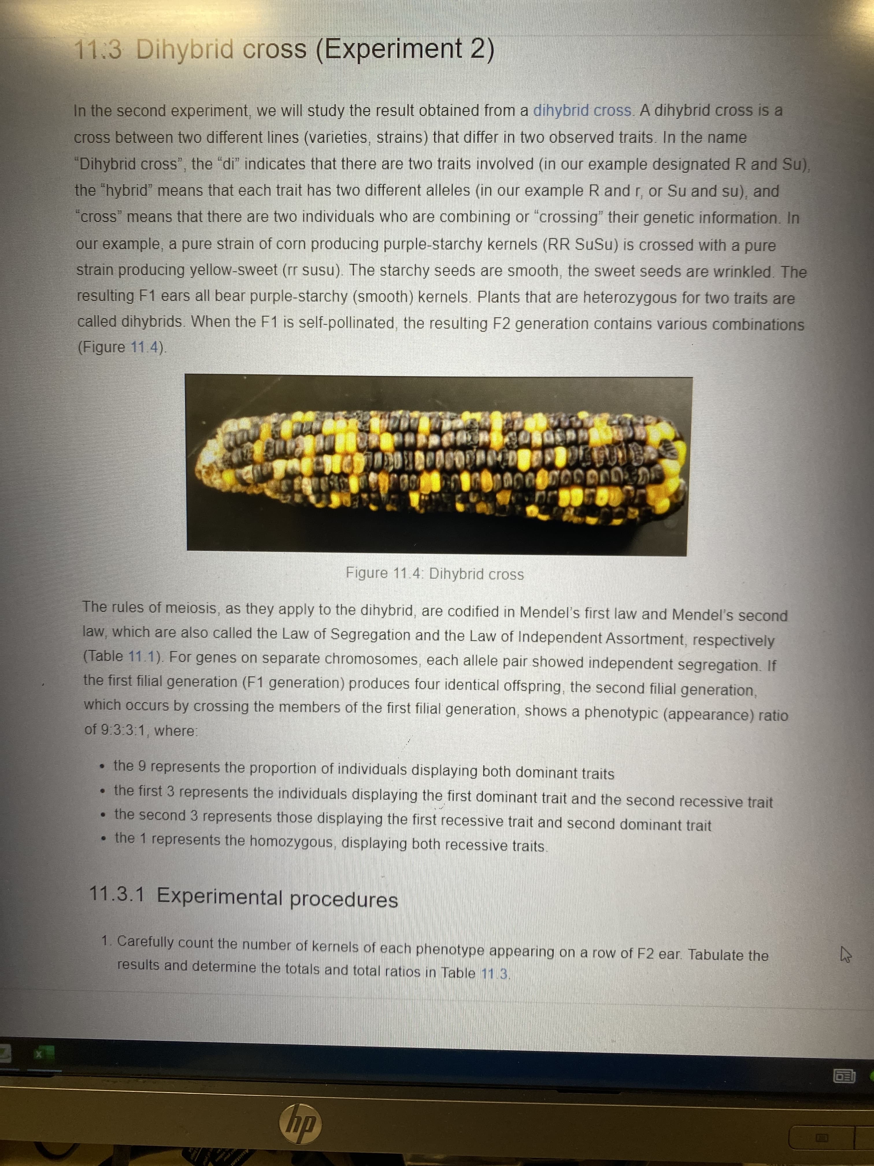 videns
11.3 Dihybrid cross (Experiment 2)
In the second experiment, we will study the result obtained from a dihybrid cross. A dihybrid cross is a
cross between two different lines (varieties, strains) that differ in two observed traits. In the name
"Dihybrid cross', the "di" indicates that there are two traits involved (in our example designated R and Su),
the "hybrid" means that each trait has two different alleles (in our example R and r, or Su and su), and
cross" means that there are two individuals who are combining or "crossing" their genetic information. In
our example, a pure strain of corn producing purple-starchy kernels (RR SuSu) is crossed with a pure
strain producing yellow-sweet (rr susu). The starchy seeds are smooth, the sweet seeds are wrinkled. The
resulting F1 ears all bear purple-starchy (smooth) kernels. Plants that are heterozygous for two traits are
called dihybrids. When the F1 is self-pollinated, the resulting F2 generation contains various combinations
(Figure 11.4).
Figure 11.4: Dihybrid cross
The rules of meiosis, as they apply to the dihybrid, are codified in Mendel's first law and Mendel's second
law, which are also called the Law of Segregation and the Law of Independent Assortment, respectively
(Table 11.1). For genes on separate chromosomes, each allele pair showed independent segregation. If
the first filial generation (F1 generation) produces four identical offspring, the second filial generation,
which occurs by crossing the members of the first filial generation, shows a phenotypic (appearance) ratio
of 9:3:3:1, where:
• the 9 represents the proportion of individuals displaying both dominant traits
• the first 3 represents the individuals displaying the first dominant trait and the second recessive trait
•the second 3 represents those displaying the first recessive trait and second dominant trait
• the 1 represents the homozygous, displaying both recessive traits.
11.3.1 Experimental procedures
1. Carefully count the number of kernels of each phenotype appearing on a row of F2 ear. Tabulate the
results and determine the totals and total ratios in Table 11.3.
dp
ect your
Assistant
