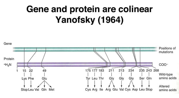 Gene and protein are colinear
Yanofsky (1964)
Gene
Positions of
mutations
Protein
+H3N
C-
49
175 177 183
211
213
1.
Gly
1
15 22
234
235 243 268
Wild-type
amino acids
Lys Phe
Glu
Tyr Leu Thr
Gly
Gly
Ser Gin
Stop Leu Val Gin Met
Altered
amino acids
Cys Arg lle Arg Glu Val Cys Asp Leu Stop
