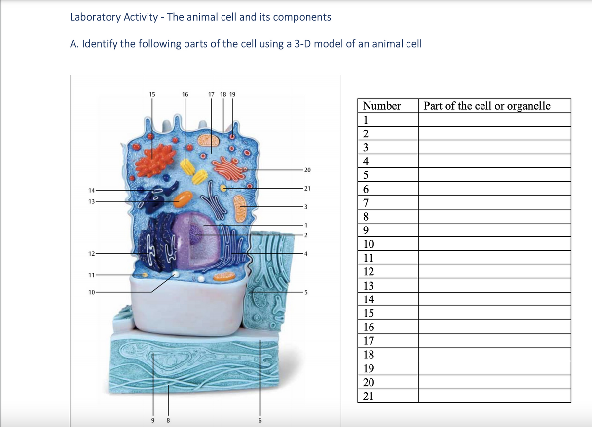 Laboratory Activity - The animal cell and its components
A. Identify the following parts of the cell using a 3-D model of an animal cell
15
16
17 18 19
Number
Part of the cell or organelle
1
3
4
20
5
14
21
6.
13
7
8.
9.
2
10
12
11
12
11.
13
10
14
15
16
17
18
19
20
21
9 8
6.
