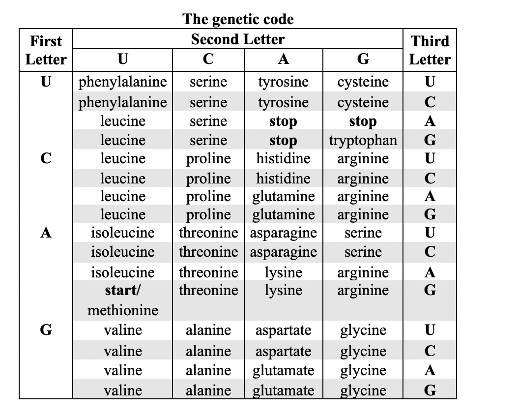 The genetic code
First
Second Letter
Third
Letter
U
C
A
G
Letter
phenylalanine
phenylalanine
leucine
serine
tyrosine
tyrosine
stop
stop
histidine
cysteine
cysteine
stop
tryptophan
arginine
arginine
arginine
arginine
serine
U
U
serine
serine
leucine
serine
G
leucine
proline
proline
proline glutamine
proline glutamine
threonine asparagine
threonine asparagine
C
U
leucine
histidine
leucine
A
leucine
G
A
isoleucine
U
isoleucine
serine
C
isoleucine
threonine
lysine
lysine
arginine
arginine
A
start/
threonine
G
methionine
glycine
glycine
glycine
glycine
G
valine
alanine
aspartate
U
valine
alanine
C
aspartate
glutamate
glutamate
valine
alanine
valine
alanine
G
