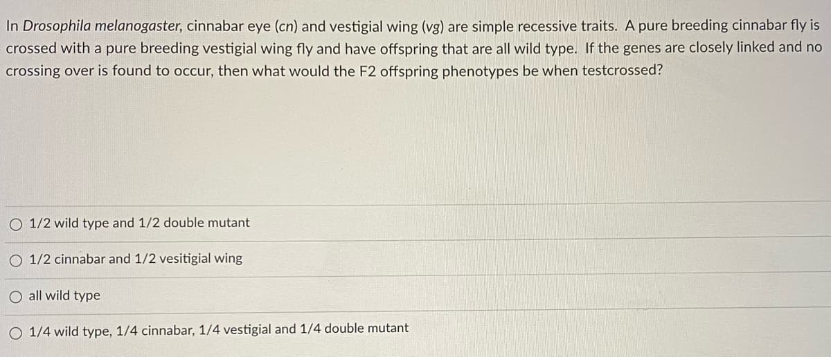 In Drosophila melanogaster, cinnabar eye (cn) and vestigial wing (vg) are simple recessive traits. A pure breeding cinnabar fly is
crossed with a pure breeding vestigial wing fly and have offspring that are all wild type. If the genes are closely linked and no
crossing over is found to occur, then what would the F2 offspring phenotypes be when testcrossed?
O 1/2 wild type and 1/2 double mutant
1/2 cinnabar and 1/2 vesitigial wing
O all wild type
O 1/4 wild type, 1/4 cinnabar, 1/4 vestigial and 1/4 double mutant
