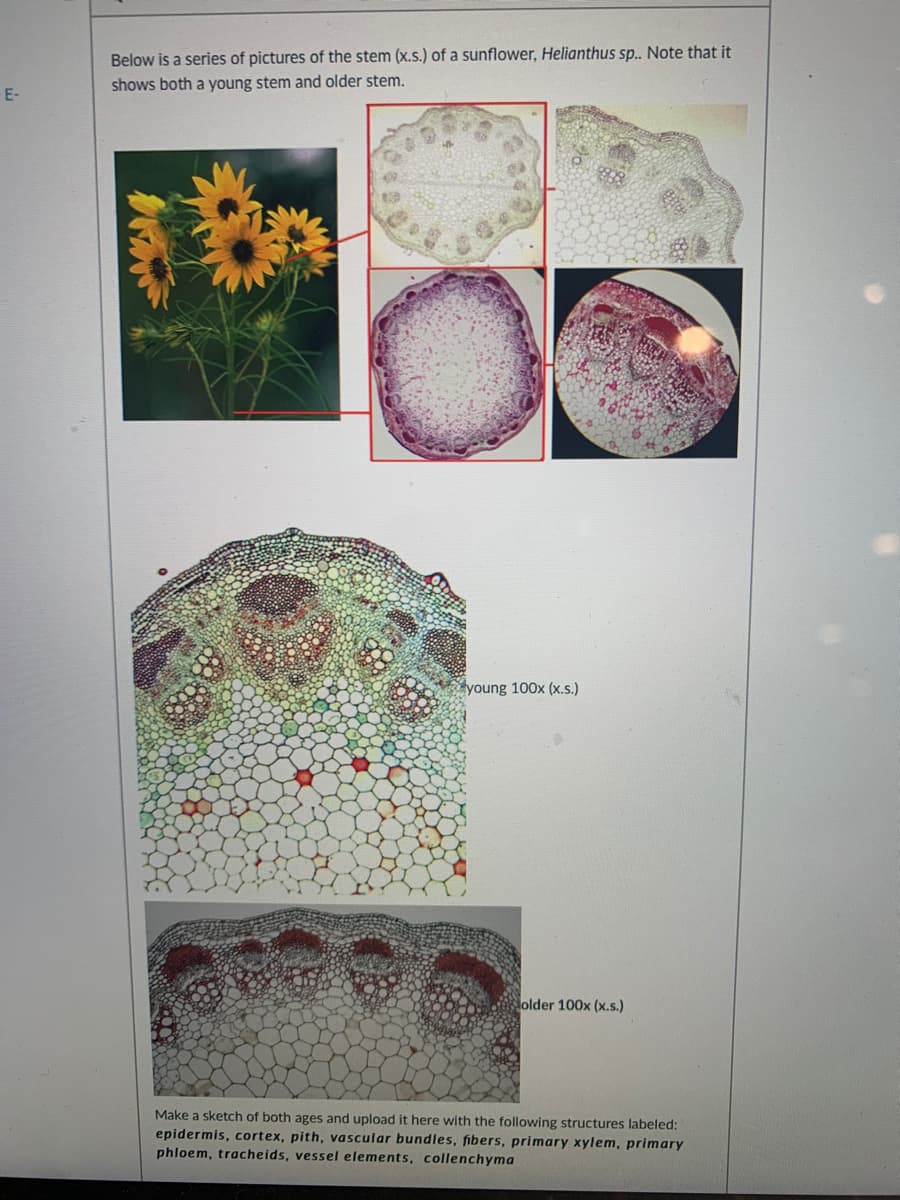 Below is a series of pictures of the stem (x.s.) of a sunflower, Helianthus sp. Note that it
shows both a young stem and older stem.
E-
young 100x (x.s.)
older 100x (x.s.)
Make a sketch of both ages and upload it here with the following structures labeled:
epidermis, cortex, pith, vascular bundles, fibers, primary xylem, primary
phloem, tracheids, vessel elements, collenchyma
