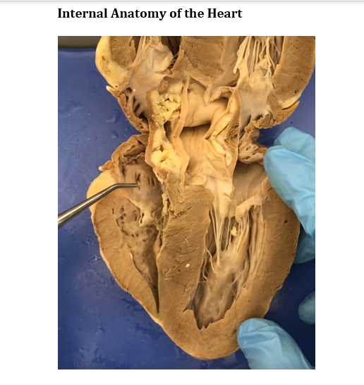 Internal Anatomy of the Heart
