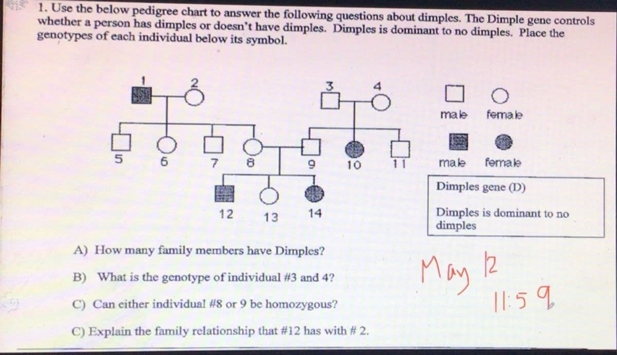 1. Use the below pedigree chart to answer the following questions about dimples. The Dimple gene controls
whether a person has dimples or doesn't have dimples. Dimples is dominant to no dimples. Place the
genotypes of each individual below its symbol.
male
female
6
7
8
10
11
male
female
Dimples gene (D)
Dimples is dominant to no
dimples
12
13
14
May 2
||: 59
A) How many family members have Dimples?
B) What is the genotype of individual #3 and 4?
C) Can either individual #8 or 9 be homozygous?
C) Explain the family relationship that #12 has with # 2.
