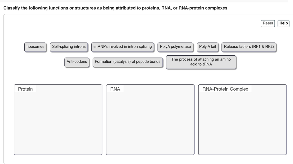 Classify the following functions or structures as being attributed to proteins, RNA, or RNA-protein complexes
Reset
Help
ribosomes
Self-splicing introns
snRNPs involved in intron splicing
PolyA polymerase
Poly A tail
Release factors (RF1 & RF2)
The process of attaching an amino
Anti-codons
Formation (catalysis) of peptide bonds
acid to tRNA
Protein
RNA
RNA-Protein Complex
