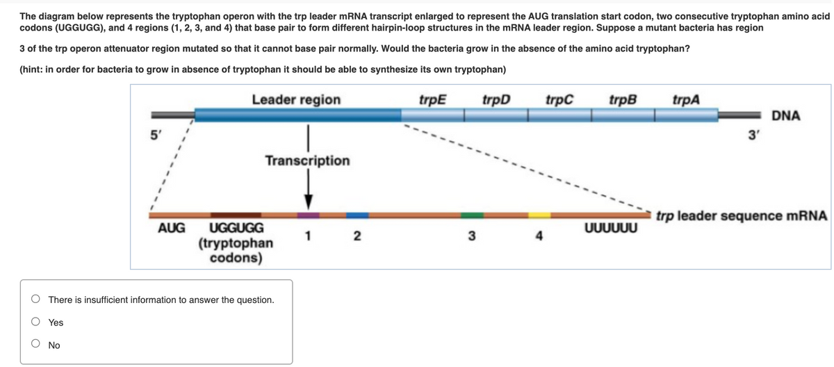 The diagram below represents the tryptophan operon with the trp leader mRNA transcript enlarged to represent the AUG translation start codon, two consecutive tryptophan amino acid
codons (UGGUGG), and 4 regions (1, 2, 3, and 4) that base pair to form different hairpin-loop structures in the mRNA leader region. Suppose a mutant bacteria has region
3 of the trp operon attenuator region mutated so that it cannot base pair normally. Would the bacteria grow in the absence of the amino acid tryptophan?
(hint: in order for bacteria to grow in absence of tryptophan it should be able to synthesize its own tryptophan)
Leader region
trpE
trpD
trpC
trpB
trpA
DNA
5'
3'
Transcription
trp leader sequence MRNA
AUG
UGGUGG
UUUUUU
1 2
3
(tryptophan
codons)
There is insufficient information to answer the question.
Yes
No
O O
