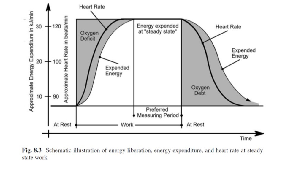 Heart Rate
Energy expended
at "steady state"
30
120
Heart Rate
Oxygen
Deficit
Expended
Energy
100
Expended
Energy
Охудen
Debt
- 90
Preferred
Measuring Period
At Rest
Work
At Rest
Time
Fig. 8.3 Schematic illustration of energy liberation, energy expenditure, and heart rate at steady
state work
Approximate Energy Expenditure in kJ/min
10
20
Approximate Heart Rate in beats/min

