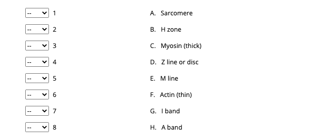 1
A. Sarcomere
2.
B. H zone
C. Myosin (thick)
4
D. Z line or disc
Е. Mline
F. Actin (thin)
7
G. I band
8.
H. A band
>
>
>
