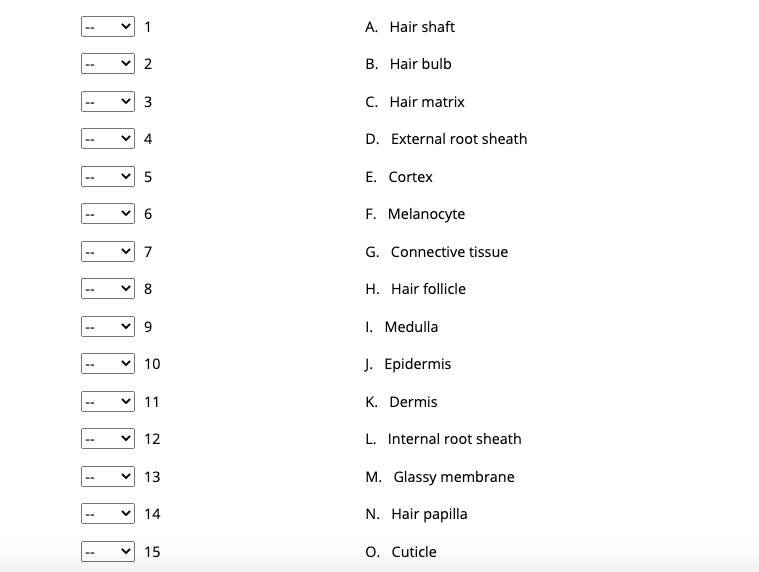 A. Hair shaft
v 2
В. Hair bulb
v 3
C. Hair matrix
D. External root sheath
5
E. Cortex
6
F. Melanocyte
7
G. Connective tissue
H. Hair follicle
9
1. Medulla
10
J. Epidermis
11
K. Dermis
12
L. Internal root sheath
13
M. Glassy membrane
14
N. Hair papilla
15
O. Cuticle
