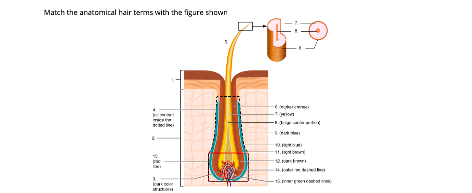 Match the anatomical hair terms with the figure shown
5.
6.
6. (darker orange)
7. (yellow)
(all content
inside the
dotted line)
-8. (beige center portion)
9. (dark blue)
2.
10. (light blue)
11. (ight brown)
13.
12. (dark brown)
(red
line)
14. (outer red dashed line)
3.
-15. (Inner green dashed lines)
(dark color
structures)
