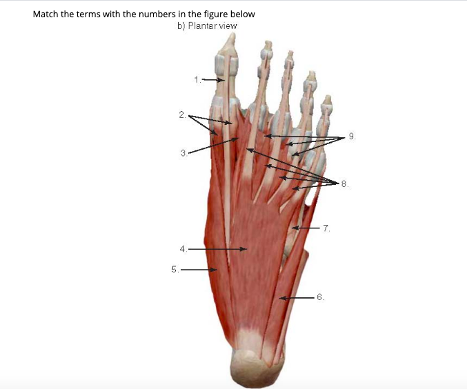 Match the terms with the numbers in the figure below
b) Plantar view
2.
9.
8.
7.
4
6.
3.
LO
