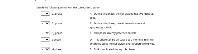 Match the following terms with the correct description
Go phase
A. During this phase, the cell divides into two identical
cells.
G, phase
B. During this phase, the cell grows In size and
synthesizes MRNA
Gz phase
C. This phase directly precedes mitosis.
s phase
D. This phase can be percelved as a moment in time in
which the cell is nelther dividing nor preparing to divide.
M phase
E. DNA Is replicated during this phase.
