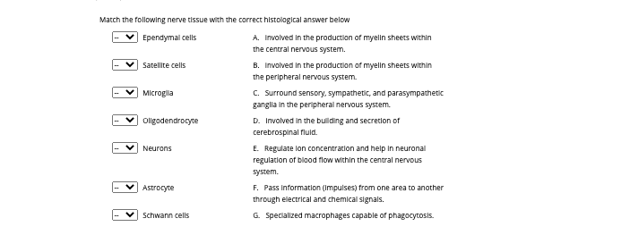 Match the following nerve tissue with the correct histological answer below
Ependymal cells
A. Involved in the production of myelln sheets within
the central nervous system.
Satellite cells
B. Involved in the production of myelln sheets within
the peripheral nervous system.
Microgla
C. Surround sensory. sympathetic, and parasympathetic
ganglia in the peripheral nervous system.
Ollgodendrocyte
D. Involved in the bulding and secretion of
cerebrospinal fluld.
E. Regulate lon concentration and help In neuronal
regulation of blood flow within the central nervous
Neurons
system.
Astrocyte
F. Pass information (Impulses) from one area to another
through electrical and chemical signals.
G. Specialized macrophages capable of phagocytosis.
Schwann cells
