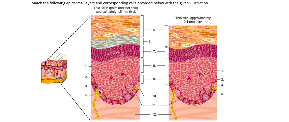 Match the following epidermal layers and corresponding cells provided below with the given illustration
Thick skin (palm and foot sole)
approximately 1.5 mm thick
Thin skin, approximately
0.1 mm thick
5.
6.
7.
1.
1.
2. -
9.
2.
3.
4.
3.
4.
10.
11.
12.
