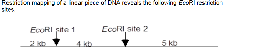 Restriction mapping of a linear piece of DNA reveals the following EcoRI restriction
sites.
EcoRI site 1
ECORI site 2
2 kb
4 kb
5 kb
