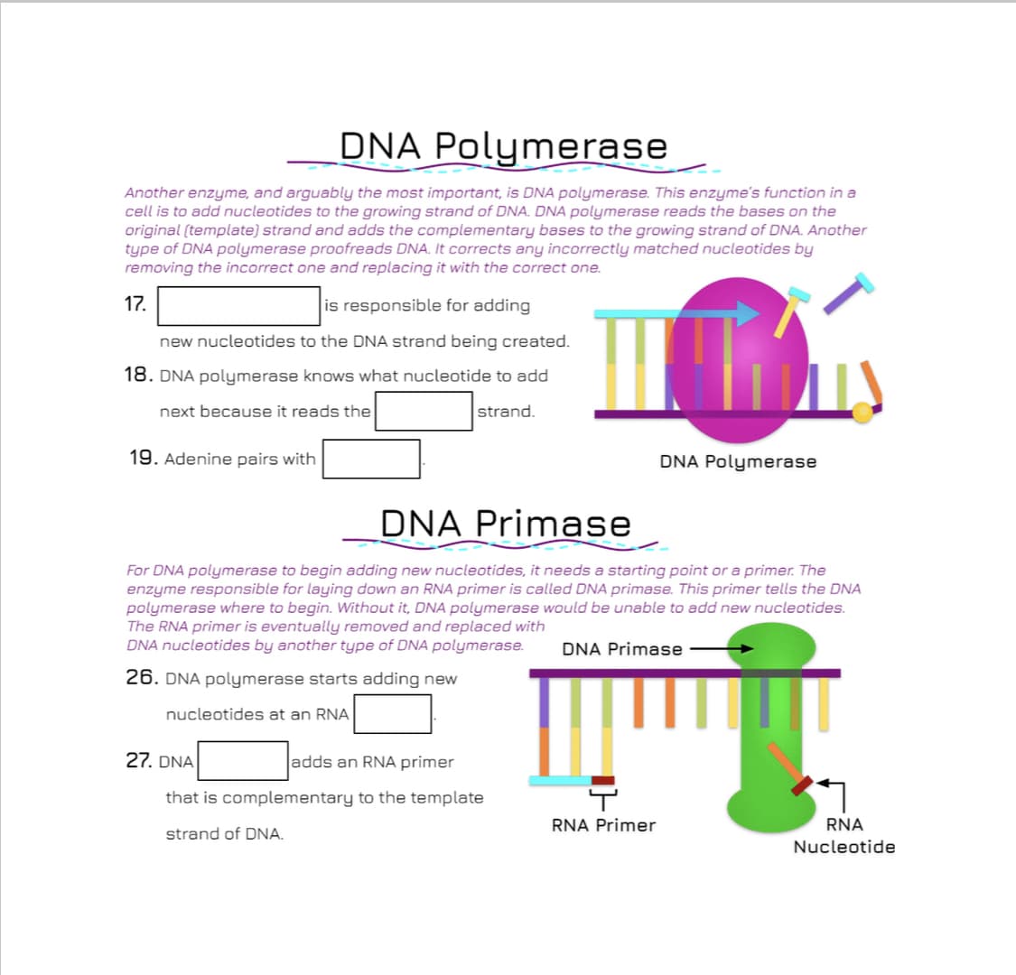 DNA Polymerase
Another enzyme, and arguably the most important, is DNA polymerase. This enzyme's function in a
cell is to add nucleotides to the growing strand of DNA. DNA polymerase reads the bases on the
original (template) strand and adds the complementary bases to the growing strand of DNA. Another
type of DNA polymerase proofreads DNA. It corrects any incorrectly matched nucleotides by
removing the incorrect one and replacing it with the correct one.
17.
is responsible for adding
new nucleotides to the DNA strand being created.
18. DNA polymerase knows what nucleotide to add
next because it reads the
strand.
19. Adenine pairs with
DNA Polymerase
DNA Primase
For DNA polymerase to begin adding new nucleotides, it needs a starting point or a primer. The
enzyme responsible for laying down an RNA primer is called DNA primase. This primer tells the DNA
polymerase where to begin. Without it, DNA polymerase would be unable to add new nucleotides.
The RNA primer is eventually removed and replaced with
DNA nucleotides by another type of DNA polymerase.
DNA Primase
26. DNA polymerase starts adding new
nucleotides at an RNA
27. DNA
adds an RNA primer
that is complementary to the template
RNA Primer
RNA
strand of DNA.
Nucleotide
