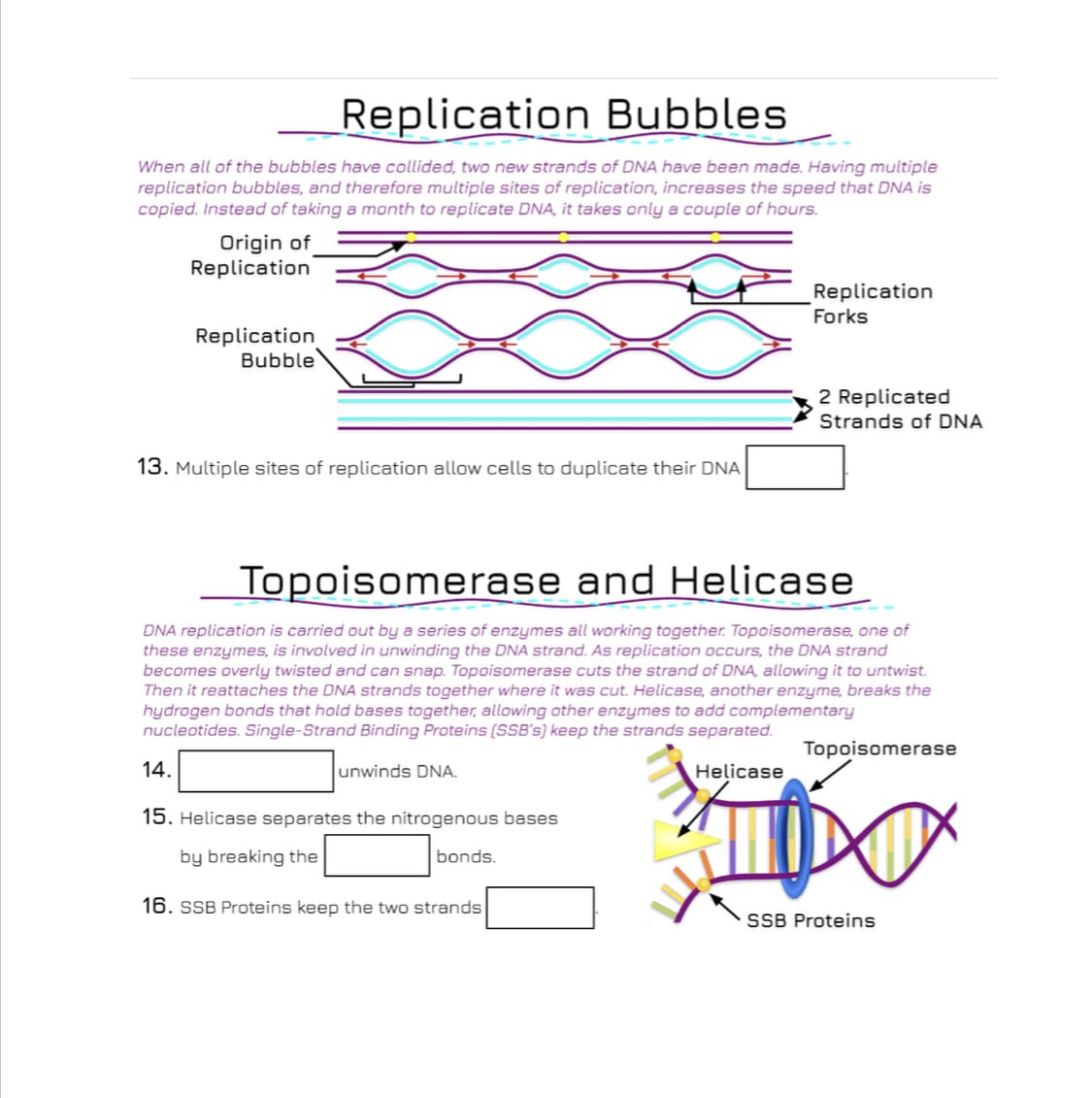 Replication Bubbles
When all of the bubbles have collided, two new strands of DNA have been made. Having multiple
replication bubbles, and therefore multiple sites of replication, increases the speed that DNA is
copied. Instead of taking a month to replicate DNA, it takes only a couple of hours.
Origin of
Replication
Replication
Forks
Replication
Bubble
2 Replicated
Strands of DNA
13. Multiple sites of replication allow cells to duplicate their DNA
Topoisomerase and Helicase
DNA replication is carried out by a series of enzymes all working together. Topoisomerase, one of
these enzymes, is involved in unwinding the DNA strand. As replication occurs, the DNA strand
becomes overly twisted and can snap. Topoisomerase cuts the strand of DNA, allowing it to untwist.
Then it reattaches the DNA strands together where it was cut. Helicase, another enzyme, breaks the
hydrogen bonds that hold bases together, allowing other enzymes to add complementary
nucleotides. Single-Strand Binding Proteins (SSB's) keep the strands separated.
Topoisomerase
14.
unwinds DNA.
Helicase
15. Helicase separates the nitrogenous bases
by breaking the
bonds.
16. SSB Proteins keep the two strands
SSB Proteins

