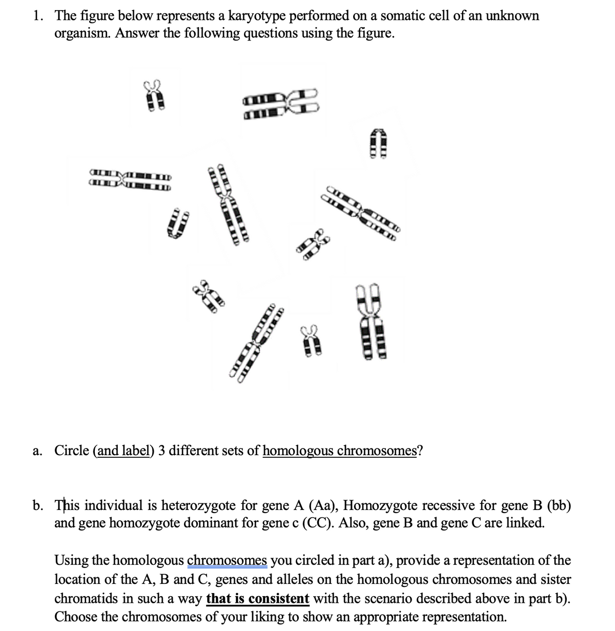1. The figure below represents a karyotype performed on a somatic cell of an unknown
organism. Answer the following questions using the figure.
a. Circle (and label) 3 different sets of homologous chromosomes?
b. This individual is heterozygote for gene A (Aa), Homozygote recessive for gene B (bb)
and gene homozygote dominant for gene c (CC). Also, gene B and gene C are linked.
Using the homologous chromosomes you circled in part a), provide a representation of the
location of the A, B and C, genes and alleles on the homologous chromosomes and sister
chromatids in such a way that is consistent with the scenario described above in part b).
Choose the chromosomes of your liking to show an appropriate representation.
TMIID
IL MI
