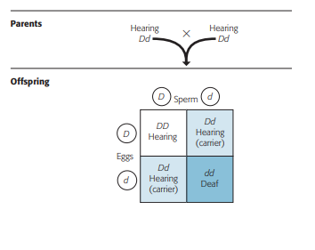 Parents
Hearing
Dd
Hearing
Dd
offspring
P
Sperm
Dd
DD
Hearing
(carrier)
D
Hearing
Eggs
Dd
Hearing
dd
Deaf
d
(carrier)
