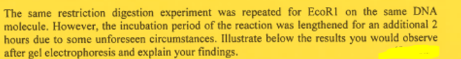 The same restriction digestion experiment was repeated for EcoR1 on the same DNA
molecule. However, the incubation period of the reaction was lengthened for an additional 2
hours due to some unforeseen circumstances. Illustrate below the results you would observe
after gel electrophoresis and explain your findings.